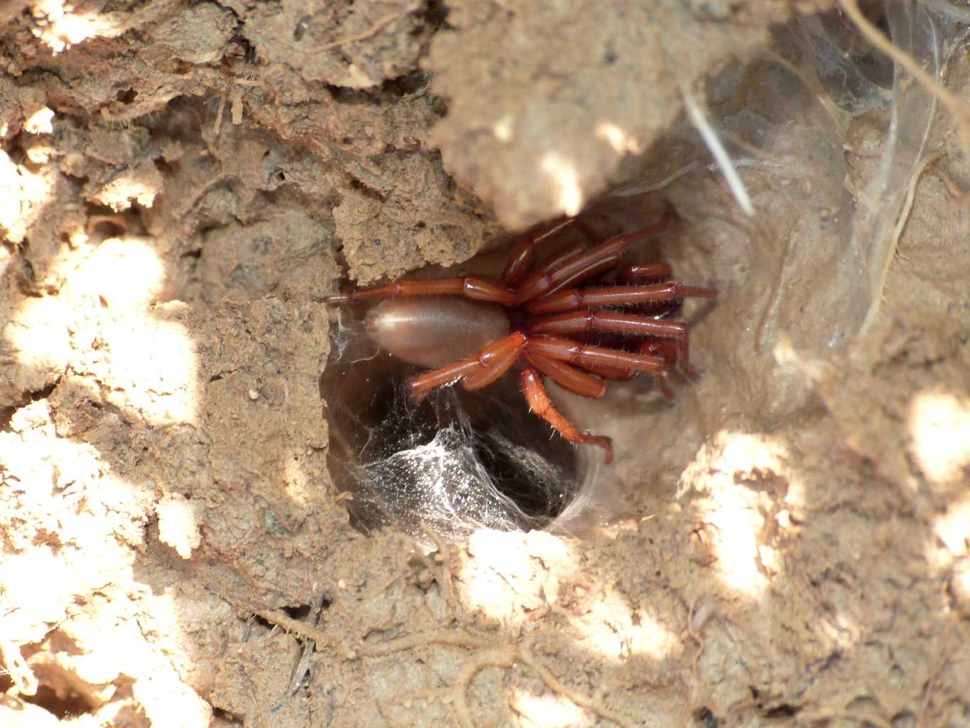Dysdera sp.: ragno fotogenico - Tolfa (RM)